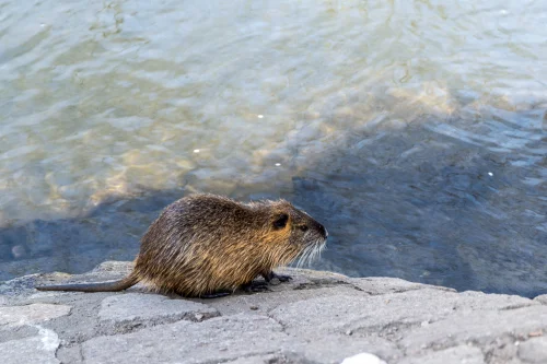 Avatar capybara 56