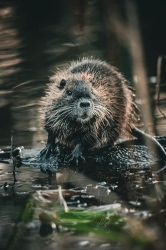 Avatar capybara 57