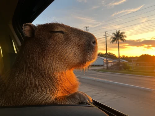 Avatar capybara 9