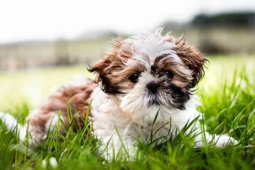 Avatar chó 17