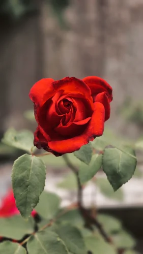 Avatar đỏ 4
