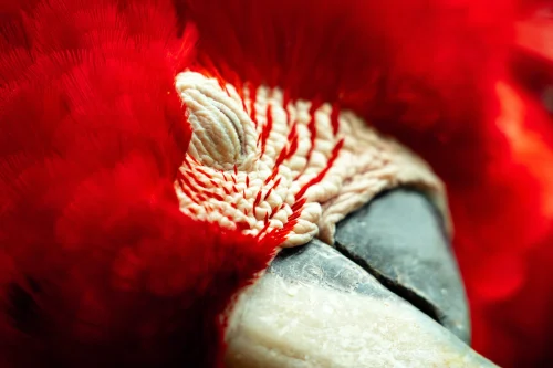 Avatar đỏ 12