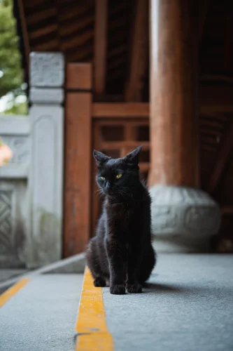 Avatar ếch 4