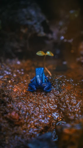 Avatar ếch 14