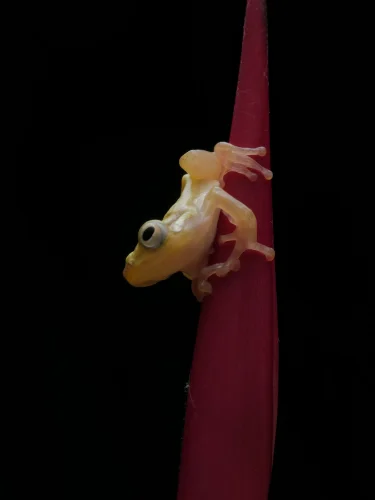 Avatar ếch 60