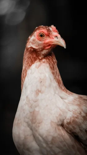 Avatar gà 9