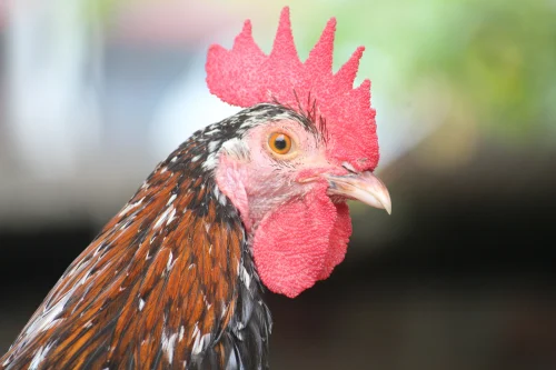 Avatar gà 32