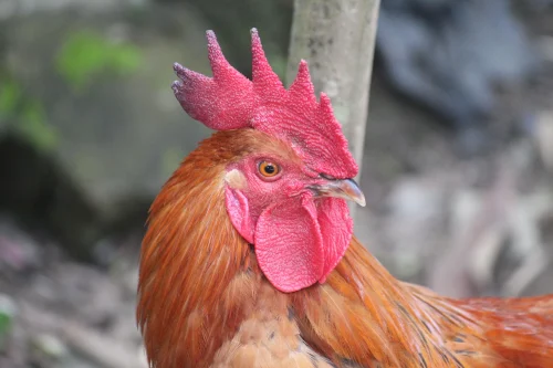Avatar gà 36