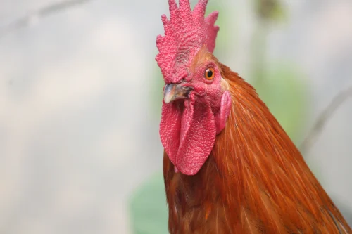 Avatar gà 58