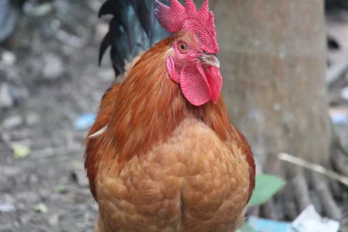 Avatar gà 7