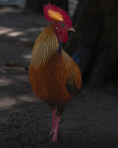 Avatar gà 19