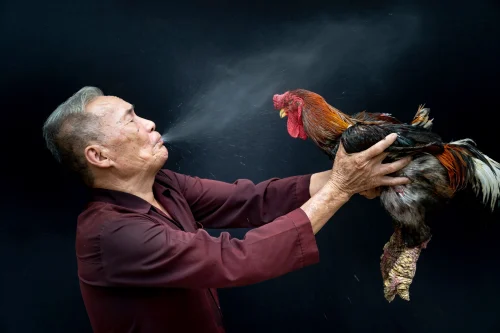Avatar gà 22