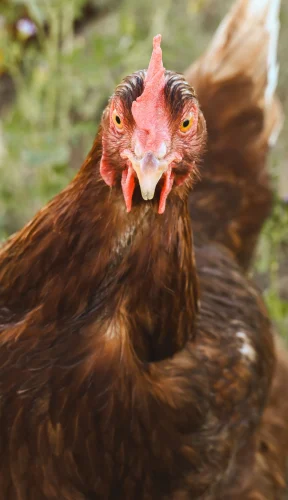 Avatar gà 41