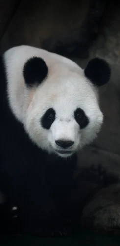 Avatar gấu 3