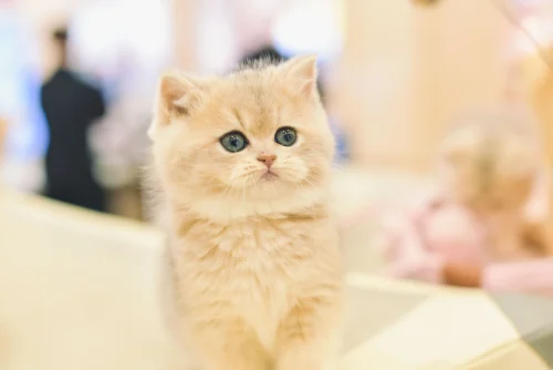 Avatar gấu 5