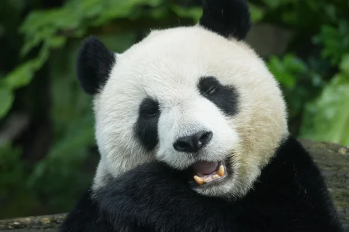 Avatar gấu 29
