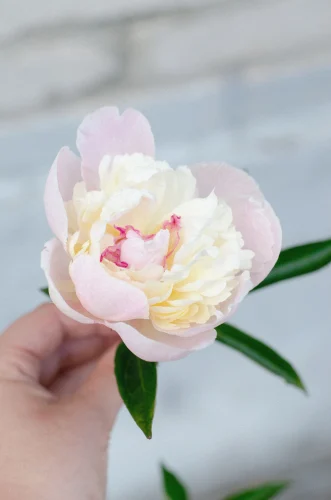Avatar hồng 3