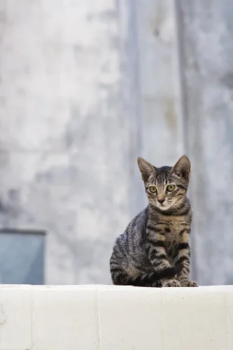 Mèo vằn nhỏ ngồi thẳng trên bờ tường, nhìn thẳng ống kính