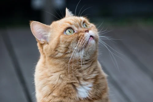 Mèo vàng ngồi trên sàn gỗ ngước nhìn lên, miệng hé mở