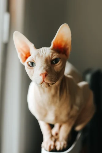 Avatar mèo 35