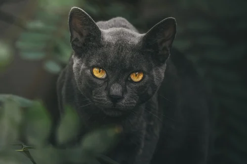 Avatar mèo 57