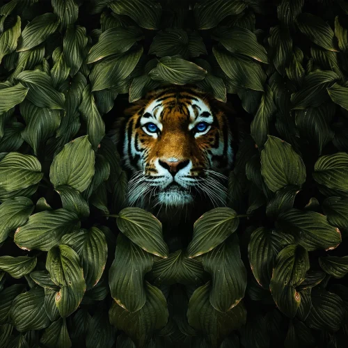 Avatar mèo 60