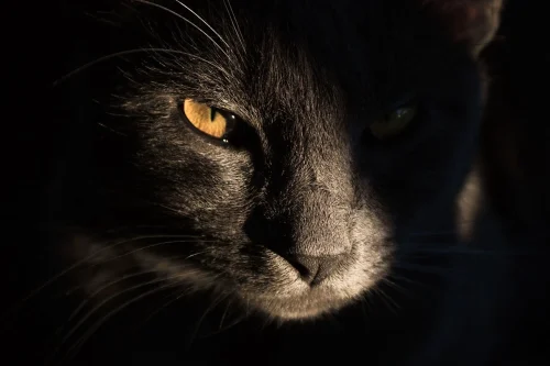 Avatar mèo 8
