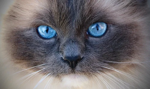 Avatar mèo 23