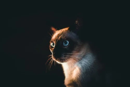 Avatar mèo 60