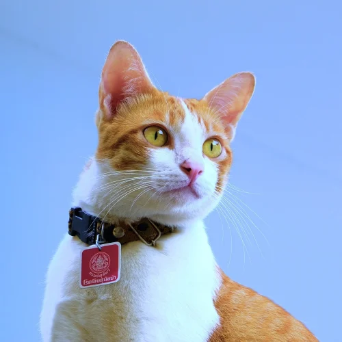Avatar mèo 6