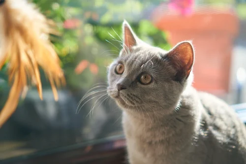 Avatar mèo 38