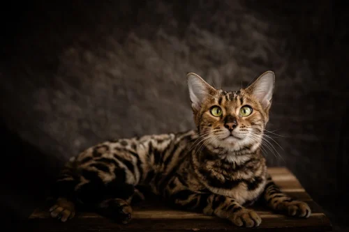 Avatar mèo 3