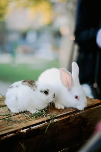 Avatar thỏ 2
