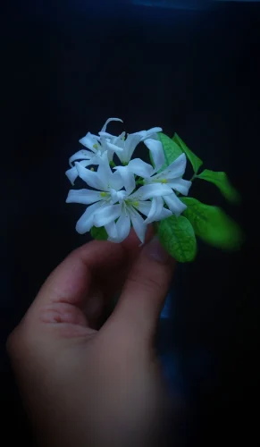 Avatar trắng trơn 12