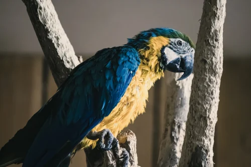 Avatar vàng 55
