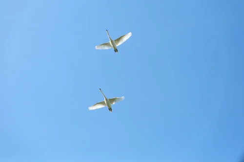 Avatar vịt 1