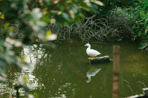 Avatar vịt 7