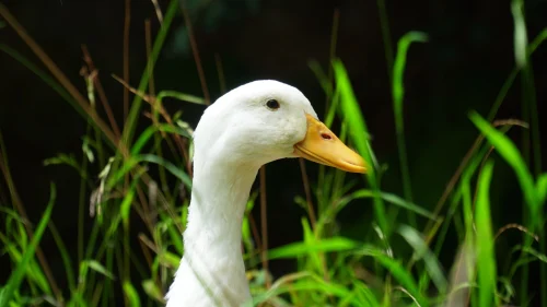Avatar vịt 26