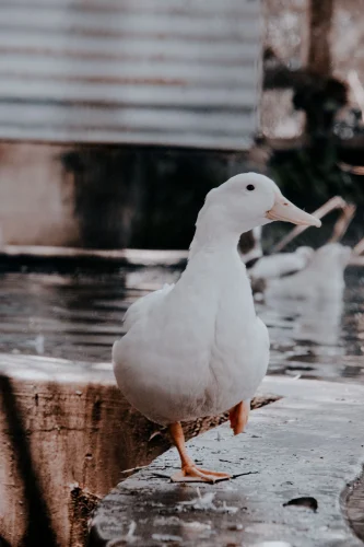 Avatar vịt 38