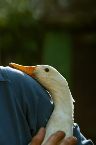 Avatar vịt 7