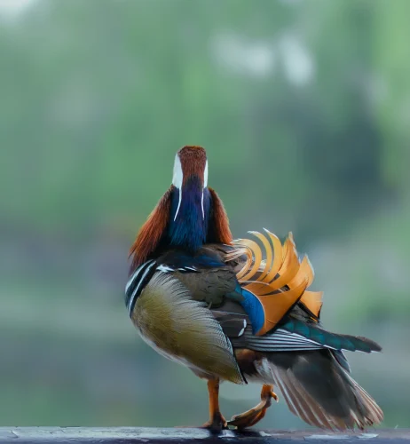Avatar vịt 8