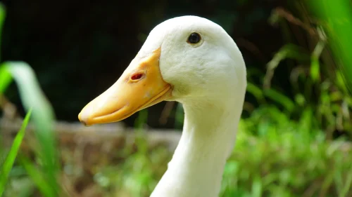 Avatar vịt 23