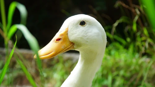 Avatar vịt 29
