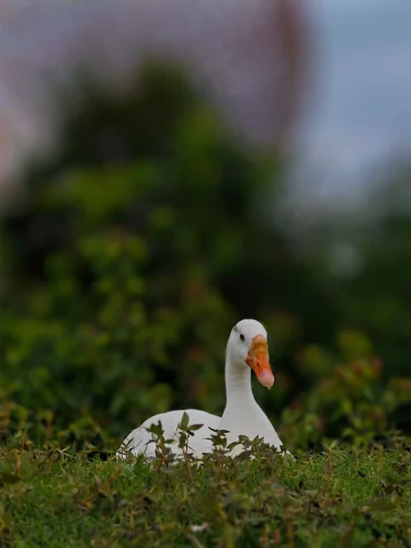 Avatar vịt 52