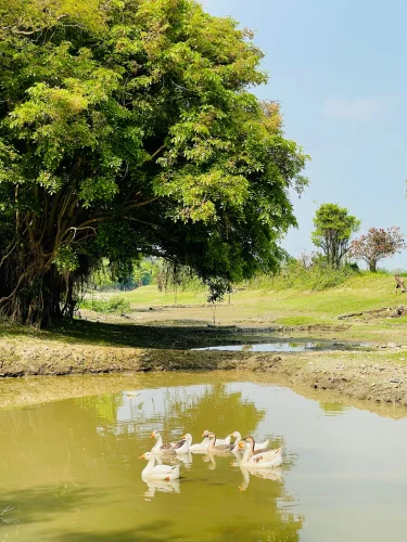 Avatar vịt 14