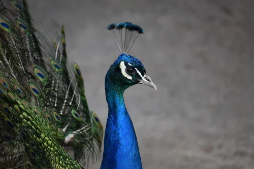 Avatar xanh 29