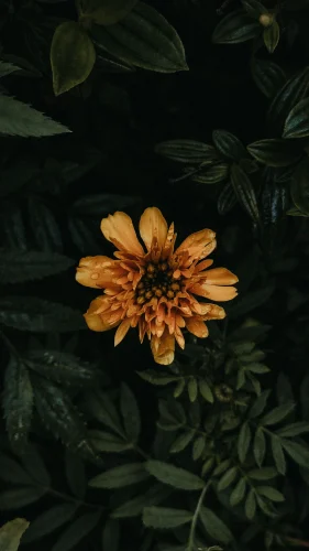 Hình nền 4K 18