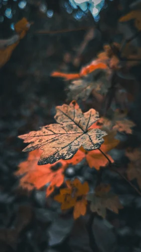 Hình nền 4K 71