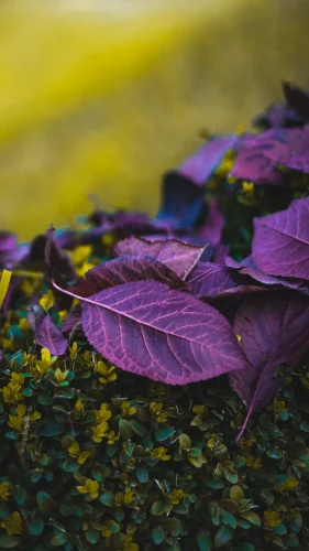 Hình nền 4K 96