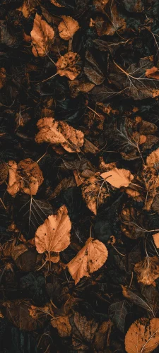 Hình nền 4K 101